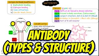 Types of Antibodies  Antibody Structure Chapter 35 part 5 Guyton and Hall Physiology [upl. by Blackstock340]