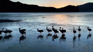 Blacknecked cranes in southwest Chinas Xizang [upl. by Ellenahc]