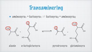 Aminosyrornas metabolism [upl. by Parks]