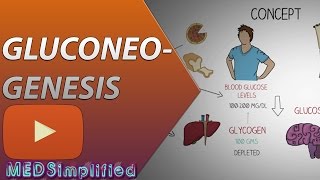 Gluconeogenesis Pathway Made Simple  BIOCHEMISTERY [upl. by Montana]