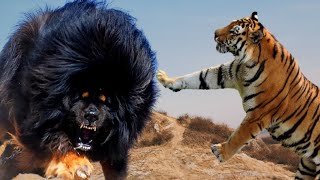 Tiger vs Tibetan Mastiff who would win Dog vs Wild Animal which is stronger [upl. by Sly]