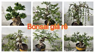 Clip156Bonsai nhiều loại giá rẻ bao ship ☎️ 0783768166 [upl. by Ahsiekrats]