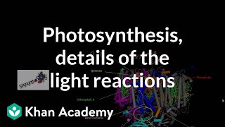 🔴 Concept Series Cyclic and Non Cyclic Photo Phosphorylation  NEET  AA Maam  Etoosindia [upl. by Garvin]