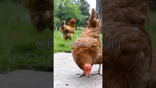 Understanding the Chicken Pecking Order 🐔 [upl. by Phyllis]