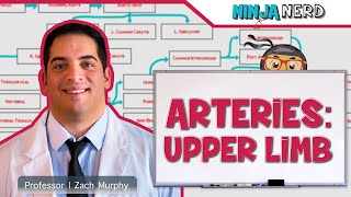 Circulatory System  Arteries of the Upper Limb  Flow Chart [upl. by Edalb]