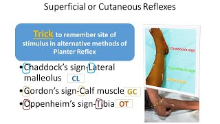 Motor System Examination Part11  Superficial Reflexes  CNS Examination  Pediatrics [upl. by Idisahc]