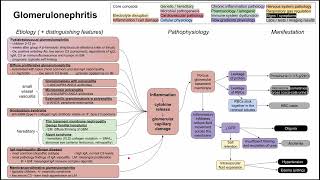 Glomerulonephritis mechanism of disease [upl. by Eseekram]