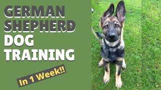 German Shepherd Dog Training and Mastering the Art of Attention in Only 1 Week [upl. by Binny826]