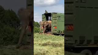 Elephants majestically arrive at Aberdare National Park in Kenya kenya dailylifeinkenya [upl. by Hy]