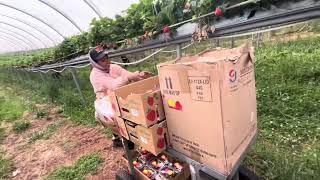 Seasonal Worker Tasmania Berries season 2024 🇹🇱 🇦🇺 Picking Strawberries 🍓 Zara🫡 [upl. by Enymzaj]