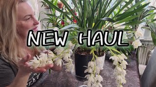 NEW Orchid haul at the local gardencenter [upl. by Hassett155]