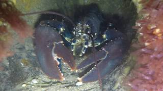 Scuba Diving North Norfolk Sheringham Sewer Pipe Evening Dive [upl. by Cohberg]