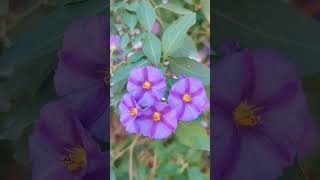 Ruellia Tuberosa amp Lycianthes Rantonnetii purpleflower ruellia Lycianthes [upl. by Goody]