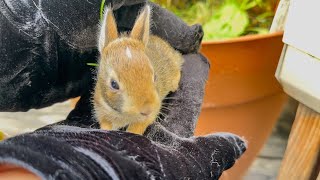 14 Days Old  Eastern Cottontail Bunny [upl. by Akcebar]