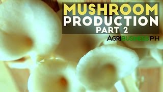 How to make mushroom pure culture  Mushroom production Part 2 Agribusiness [upl. by Merv]