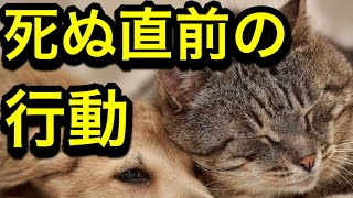 朗読劇「世界から猫が消えたなら」公演概要  About Reading Drama “If Cats Disappeared From The World” [upl. by Dill]