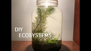 Ecosystem in a 1 GALLON JAR Day 1 Setup [upl. by Bret810]