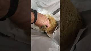 Retrieval of filter sponge from root mass hydroponic system [upl. by Reynold]