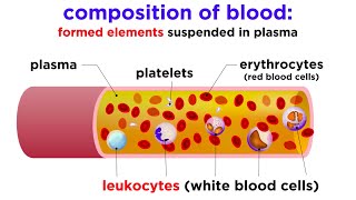 The Composition and Function of Blood [upl. by Soirtimid]