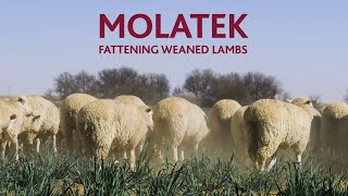 MOLATEK  Fattening Weaned Lambs [upl. by Gilbert]