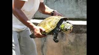 Erymnochelys madagascariensis [upl. by Reginald]