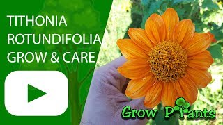 Tithonia rotundifolia  grow amp care Mexican sunflower [upl. by Venu]