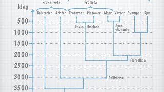 Organismvärldens indelning gammal [upl. by Lebar]