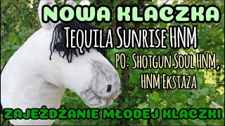 ZAJEŻDŻANIE NOWEJ KLACZY Tequila Sunrise HNM po Shotgun Soul HNM HNM Ekstaza 💚🏇🌱 Kucyk connemara [upl. by Iraj]