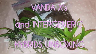 orchids vandahybrids intergenerichybrids Unboxing Vanda hybrids and Wilsonara Joe vanilla [upl. by Salangi]