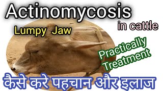 Lumpy Jaw in cowbuffalo  Actinomycosis symptoms amp treatment in cattle [upl. by Ennirac215]