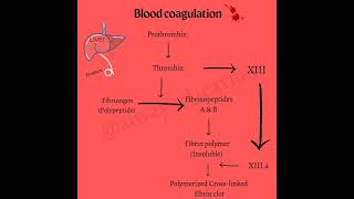 blood clotting factorsblood coagulation mechanismmnemonicmedicofactorsubscribeshortsneet2022 [upl. by Padgett968]