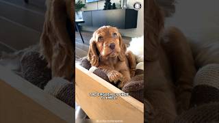 English Cocker Spaniel 🐶 Meet The Cute amp Charming Breed [upl. by Nnylatsyrc]