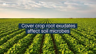 Cover crop identity affects agricultural soil microbial community through root exudates [upl. by Berni]