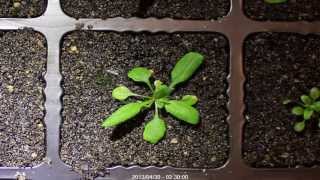 Arabidopsis thaliana timelapse [upl. by Aihsas311]