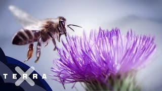 10 Fakten über Bienen  Superzeitlupe [upl. by Ardnauqal]