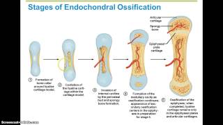 Ossification Steps [upl. by Jacobsen]