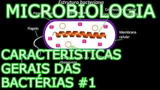 Aula Microbiologia Médica 4  Características Gerais das Bactérias 1 [upl. by Kcirednek449]