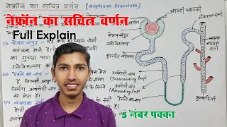 नेफ्रॉन का सचित्र वर्णन  nephron ka sachitra varnan karen  nephron full explain in hindi [upl. by Frieder562]