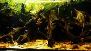 HD video  530L Pterophyllum altum tank [upl. by Rennie]