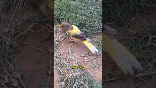 Tamed Canary Bird enjoying outdoors [upl. by Barbara]