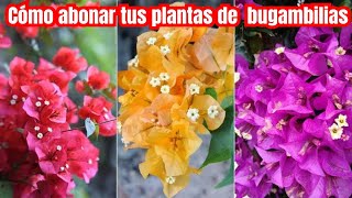 Abono organico para hacer florecer tus bugambilias en macetas [upl. by Gupta]