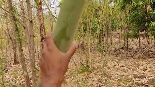 Dendrocalamus brandisii  ब्रांडीसी बांबू ची कोरड्या भागातील लागवड [upl. by Elletsirhc]