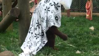 OSHINE playing ET at Monkey World 2012 [upl. by Nellek]