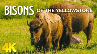 Bisons of Yellowstone National Park  4K Nature Documentary Film  Amazing Animal Life [upl. by Bevus108]