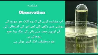 Hydrilla Experiment II Nutrition The Food Supply System Part  5 Urdu medium II Shaheed Ali Hasrath [upl. by Gnuj957]