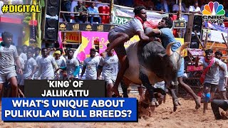 Whats Unique About Pulikulam Bull Breeds  King of Jallikattu  Take A Look  Digital [upl. by Balliett]