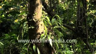 Epiphytic orchids grow on trees in Tipi Orchidarium Arunachal [upl. by Latsyrk]