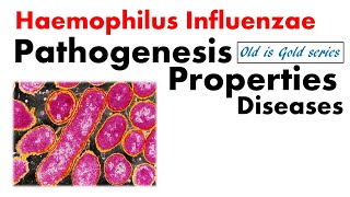 Haemophilus influenzae Microbiology  pathogenesis Culture lab diagnosis [upl. by Bernarr837]