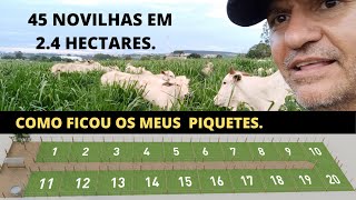 MEU PROJETO DE 45 NOVILHAS EM 24 HECTARES [upl. by Inalaehon943]