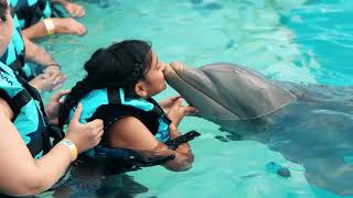 Swim with Dolphins in Punta Cana [upl. by Enellij]